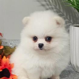 Olaf - White male Pomeranian puppy in Utica, Ohio from Poodle Me Crazy