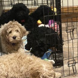 Goldendoodle Puppies from Wanda's Goldendoodles