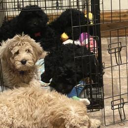 Goldendoodle Puppies from Wanda's Goldendoodles