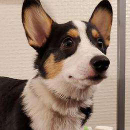 Pembroke Welsh Corgis from FG's Corgis