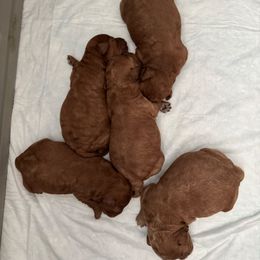 Girl 1 - Apricot female Goldendoodle puppy in Davie, Florida from Daviegoldendoodles