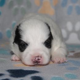 Dot - White female Pomsky puppy in Clarkston, Utah from Red Rock Ranch Breeders