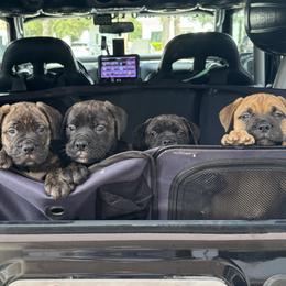 Bullmastiff Puppies from Silverback Bullmastiffs