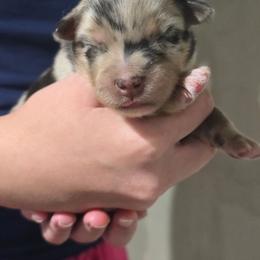 Omelet (Blue Merle) - Blue merle male Australian Shepherd puppy in Rainsville, Alabama from Chaparro Farm Aussies