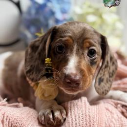 Jovie - Dapple female Dachshund puppy in Fayetteville, West Virginia from Loop Creek Dachshunds