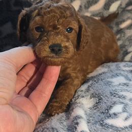 Gingerbread - Red female Cavapoo puppy in Conklin, Michigan from Lake Michigan Couture Cavapoos & Cockapoos