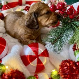 Dachshund Puppies from Jeff & Joette