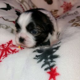 Girl 3 - Tricolor female Shih Tzu puppy in Wooster, Ohio from Mending Hearts Shih Tzu's