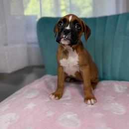 Girl 3 - Fawn female Boxer puppy in Prestonsburg, Kentucky from Bre’s Boxers
