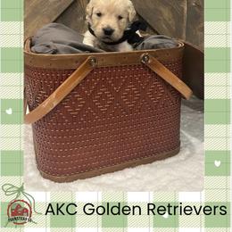 Mr. Black - Golden male Golden Retriever puppy in Blue Springs, Missouri from Farmstead 51