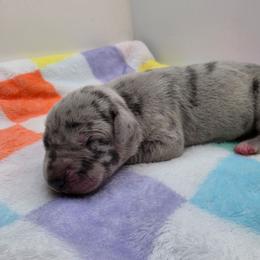 Chloe - Merle female Great Dane puppy in Kannapolis, North Carolina from Carolina Great Danes & Toy Poodles