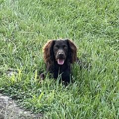 Millie - Boykin Spaniel