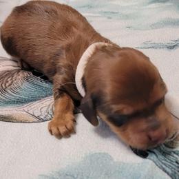 Atlas - Sable male Dachshund puppy in Terlton, Oklahoma from CLARK'S BREEDING PROGRAM