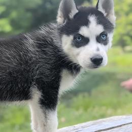 Ivy - Black and white female Siberian Husky puppy in Hebron, Kentucky from Glacier Run Huskies