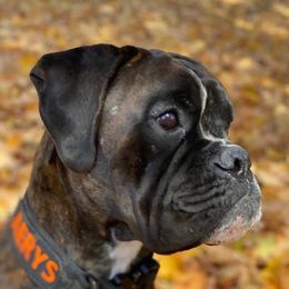 Aerys - Boxer