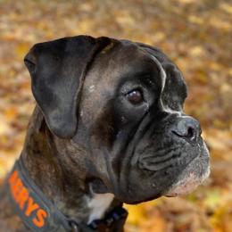 Aerys - Boxer