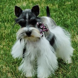 Miniature Schnauzers from Purcell Schnauzers