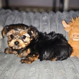Piper - Black and tan female Yorkshire Terrier puppy in Thornville, Ohio from My precious yorkies