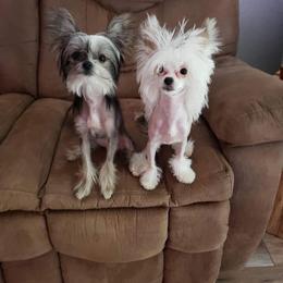 Chihuahua and Chinese Crested Puppies from Western Kentucky Chihuahua’s and Chinese Crested’s