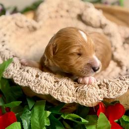 Crab - Red  male Goldendoodle puppy in Haltom City, Texas from Ohana Doodles