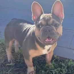 Benjamin - French Bulldog