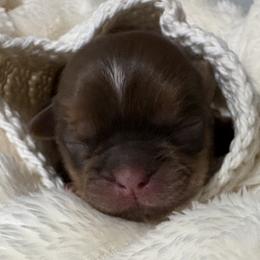 Shey - Liver female Shih Tzu puppy in League City, Texas from Mosley Shih Tzu