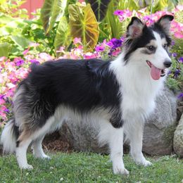 Border Collies from Willowbrook Border Collies