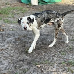 Gage - Catahoula Leopard Dog