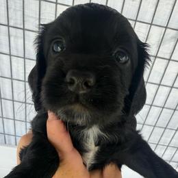 Girl - Black female English Cocker Spaniel puppy in Millen, Georgia from Pine Hill Kennels