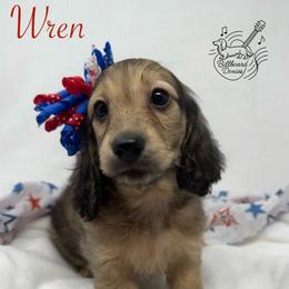 Wren - Cream female Dachshund puppy in Pulaski, Tennessee from Billboard Doxies