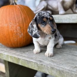 Murphy - Dapple male Dachshund puppy in Harold, Kentucky from Taylors Tiny Tails