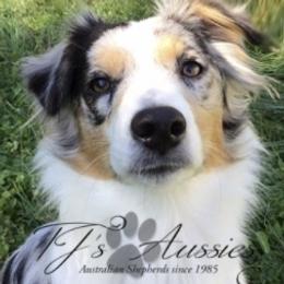 Kimmy - Miniature Australian Shepherd