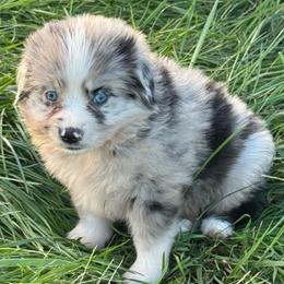 Bullseye - Blue merle male Miniature Australian Shepherd puppy in Stuart, Iowa from Arbor Hill Aussies