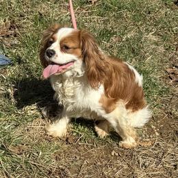 Toby - Cavalier King Charles Spaniel