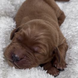 Brie - Dark golden Golden Retriever puppy in Angier, North Carolina from Howard's Retrievers