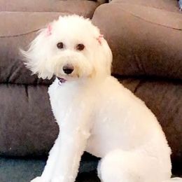 Marley - Goldendoodle