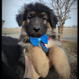 John McClain - Black and tan male German Shepherd puppy in Fort Jennings, Ohio from Von Holtzapple German shepherds