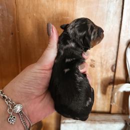 Tinsel - Merle female Bernedoodle puppy in Shingle Springs, California from Kindred Oak Goldendoodles