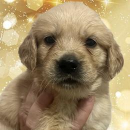 Yellow female - Golden female Golden Retriever puppy in Jesup, Georgia from Painted Platinum Retrievers (Painted Platinum Kennel) PPK