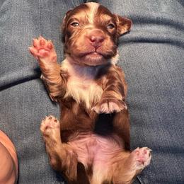 Orange Boy - Dapple male Dachshund puppy in Waukegan, Illinois from Rolling and Howling Basset Hounds and Dachshunds