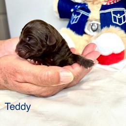 Teddy - Chocolate male Australian Labradoodle puppy in Ponchatoula, Louisiana from Cajun Land Doodles