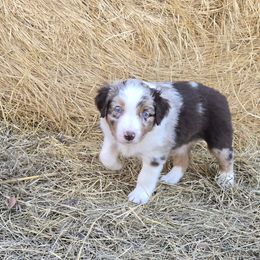 Alan Jackson - Red merle male Australian Shepherd puppy in Western Lake, Texas from MicKenna Ridge Ranch
