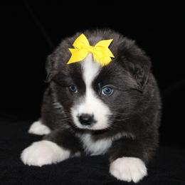 Cuddles - Dilute blue female Australian Shepherd puppy in Colorado Springs, Colorado from Rocky Mountain Aussies