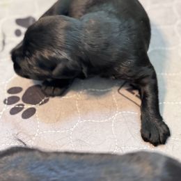 Boy 2 - Black male Giant Schnauzer puppy in Bois D’arc, Missouri from Down Low Kennels formerly LNL’s Giant Schnauzers and T9 Giants