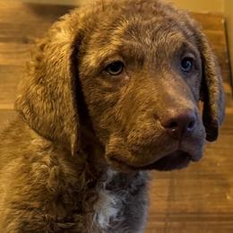 Hudson - Dark deadgrass male Chesapeake Bay Retriever puppy in Ulen, Minnesota from North Wind Gundogs