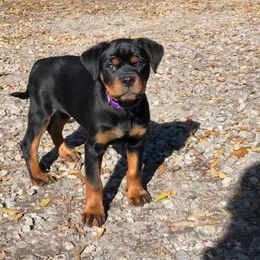 Rottweiler Puppies from Bronx Von Bridges Rottweilers