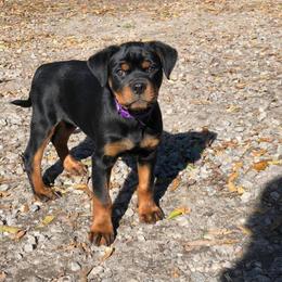 Rottweiler Puppies from Bronx Von Bridges Rottweilers