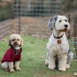 Old English Sheepdog, Poodle, Sheepadoodle, and Yorkipoo All Grown Up from Love Tallulah Sheepadoodles LLC