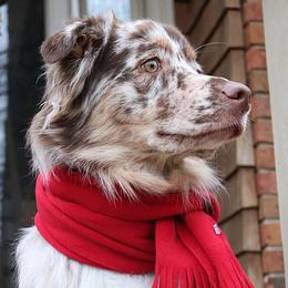 Australian Shepherd Puppies from Peacock’s Pride Australian Shepherds