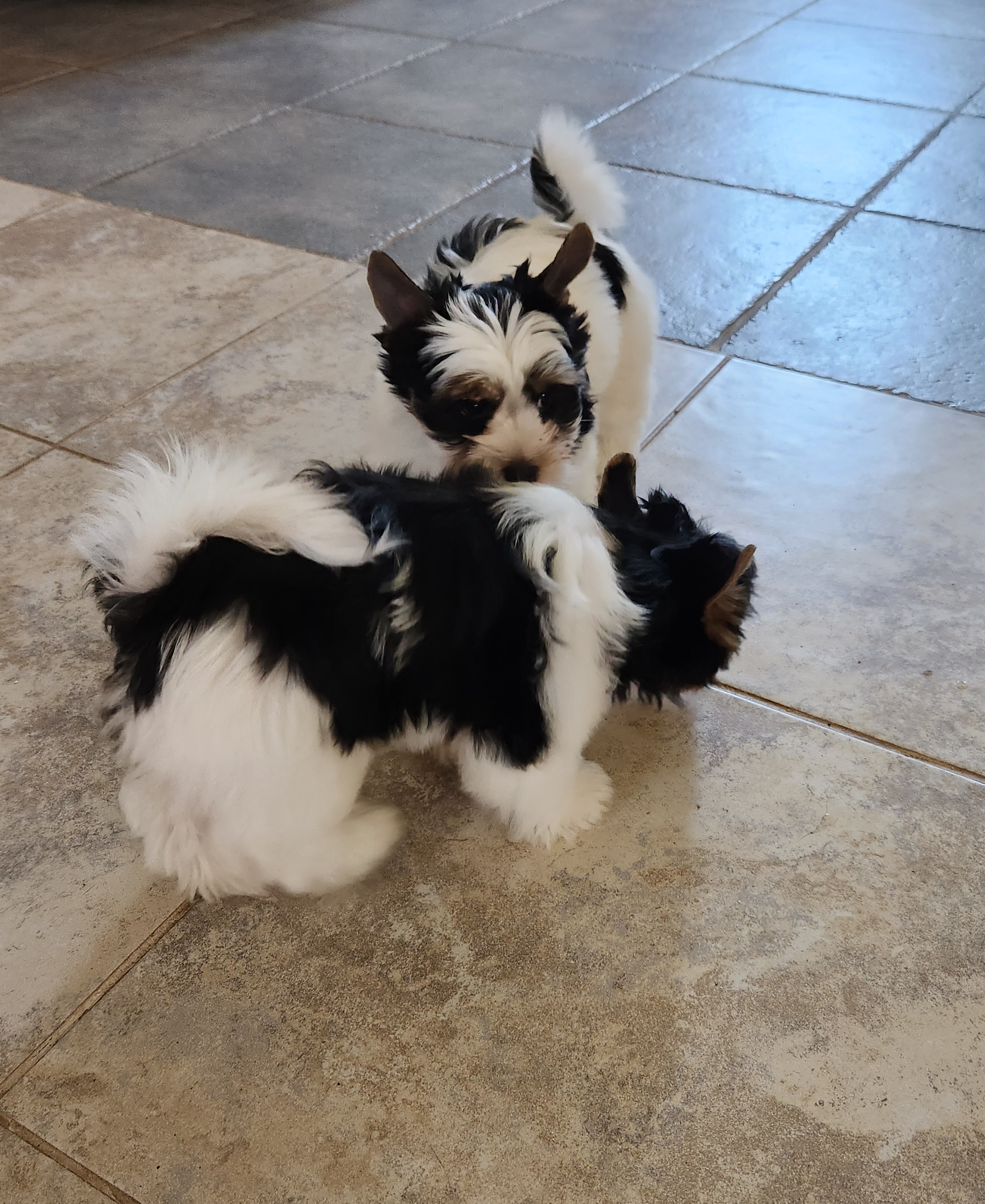 Biewer Terrier Puppies from Bibeau's Biewer Terriers